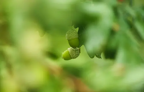 Acorn