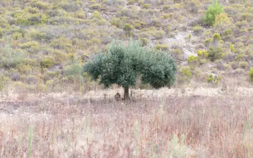 Alone Olive