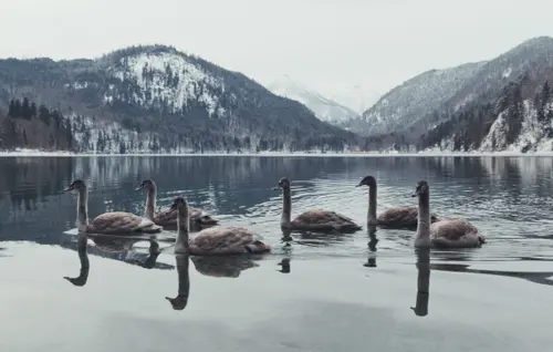 Alps Landscapes