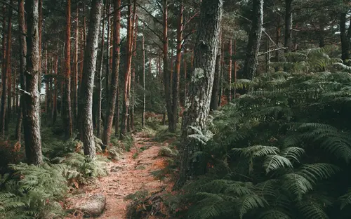 Among Giants