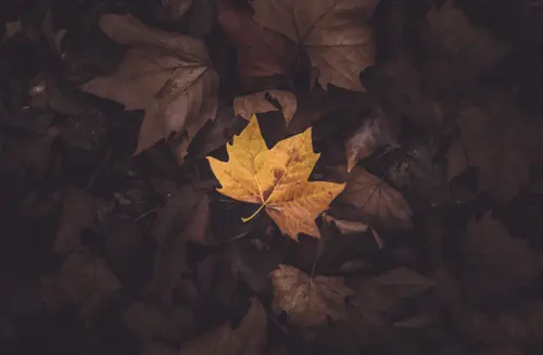 Among The Fallen