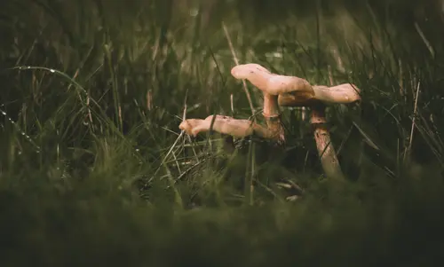 Autumn Mushrooms