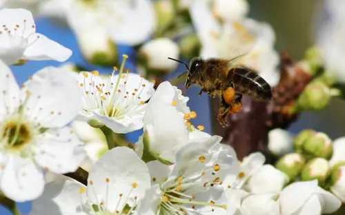Bee At Work