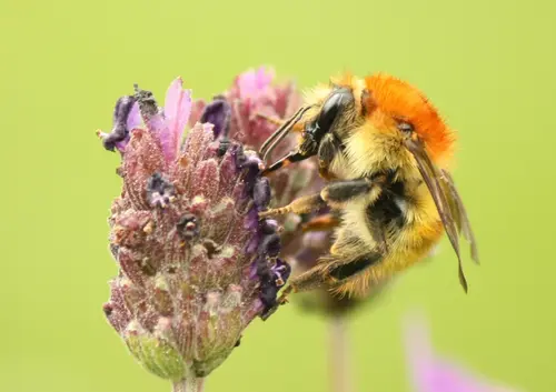 Bee Close
