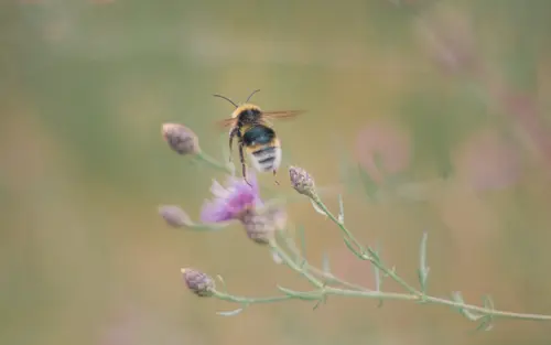 Bee Takeoff