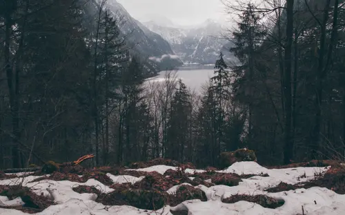 Between Forests And Mountains