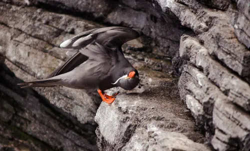 Birding At You