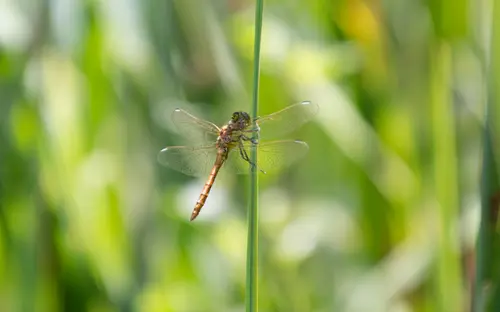 Bokeh Dragonfly