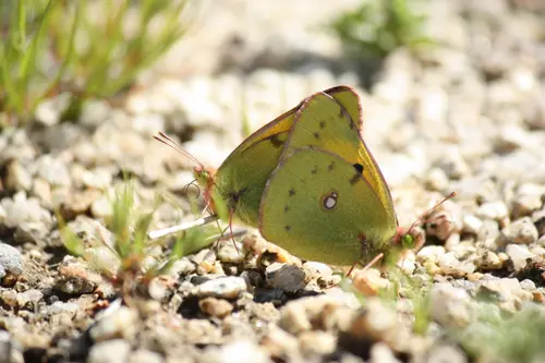 Butterfly Couple