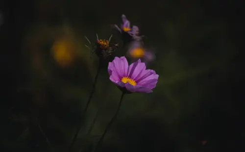 Colorful Mist