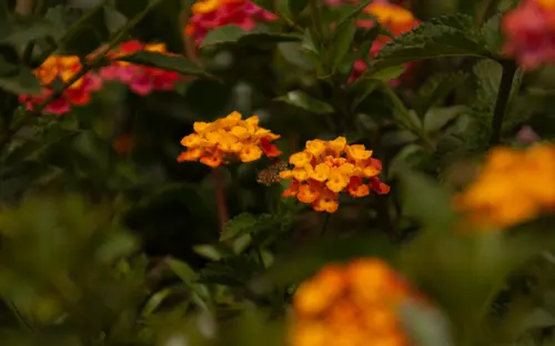 Dark Orange