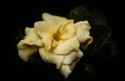 Dead Flower