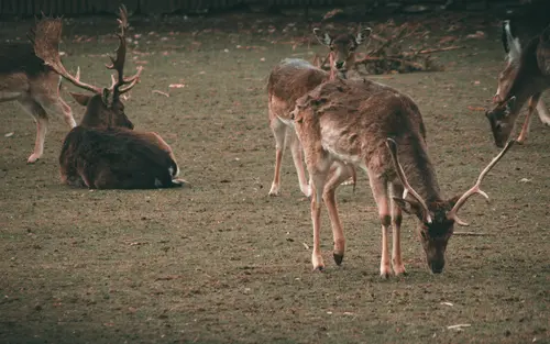 Dear Deers