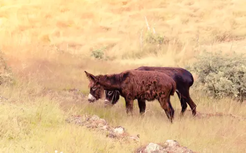 Donkeys