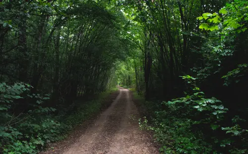 Enchanted Trails