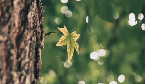 Falling In Bokeh