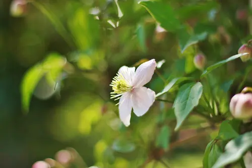 Flower In The Wild