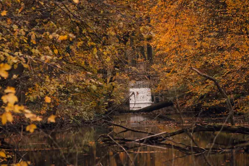 Flowing Through The Woods