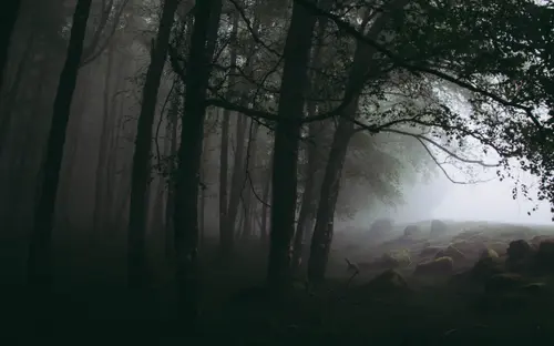Foggy Woods