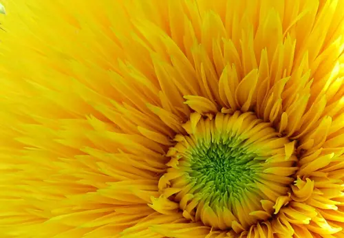 Girasol
