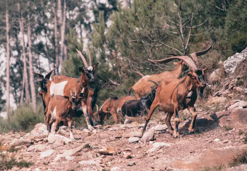 Goats Hike