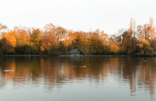 Golden Reflections