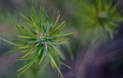 Grow Little Tree