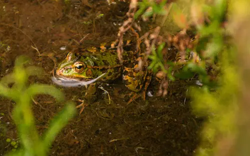 Hidden Frog
