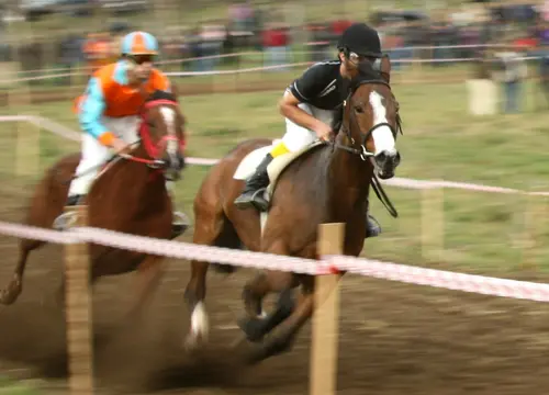 Horse Race 1