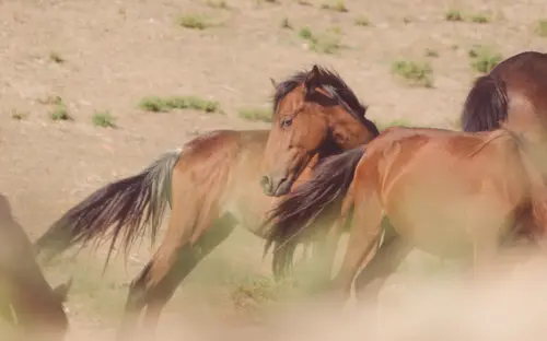 Horses