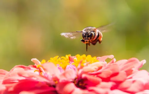 Hoverbee