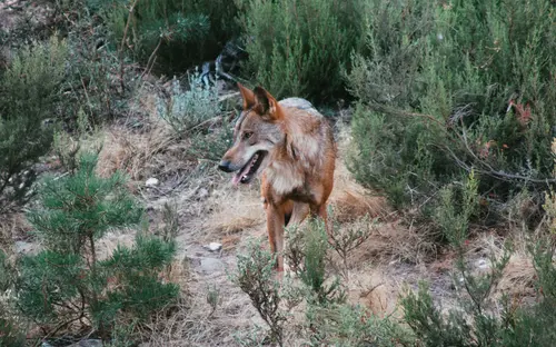Iberian Wolf