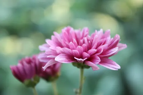 Ice Purple