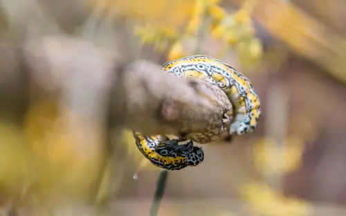 In Spiral Caterpillar