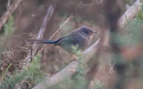 Juvenile Bird