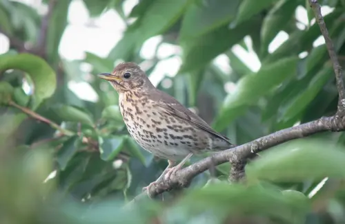 Juvenile Bird