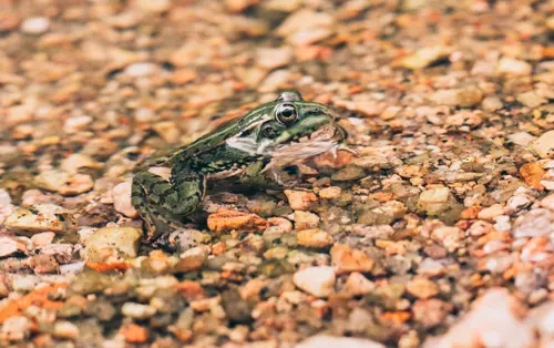 Juvenile Frog