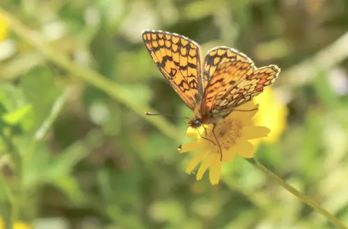 Keep Butterflying