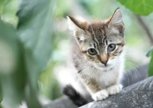 Little Cat