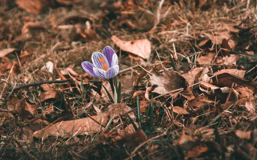 Little Spring