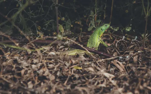 Lizard