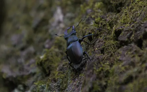 Lucanus Cervus