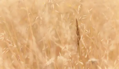 Meadow