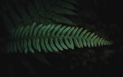 Minimal Fern
