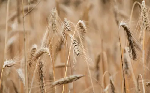 Minimal Wheat