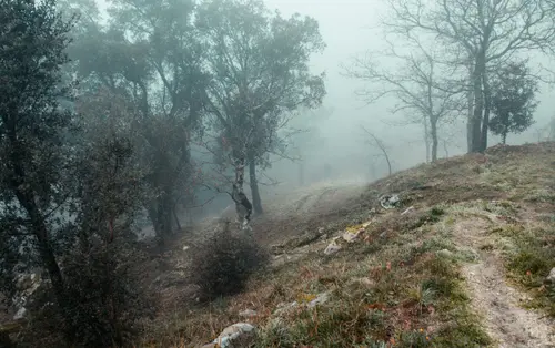 Misty Hills