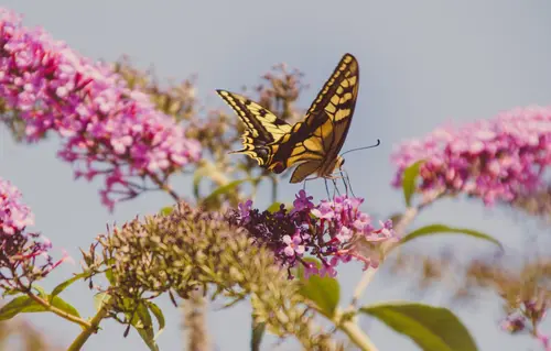 Monarch