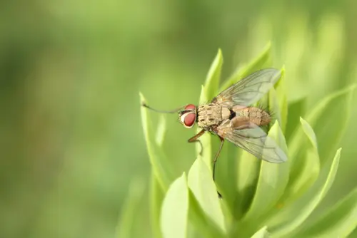 Mosca