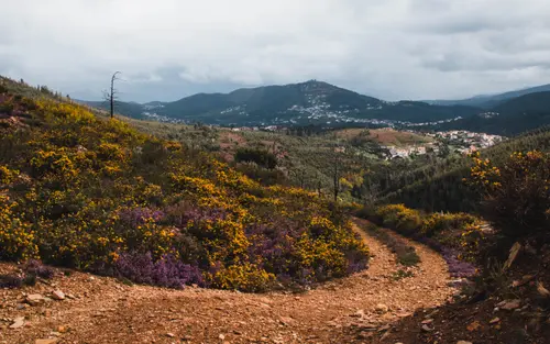 Mountains Of Yellow And Purple