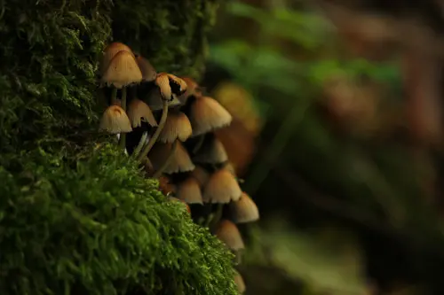 Mushroom Land
